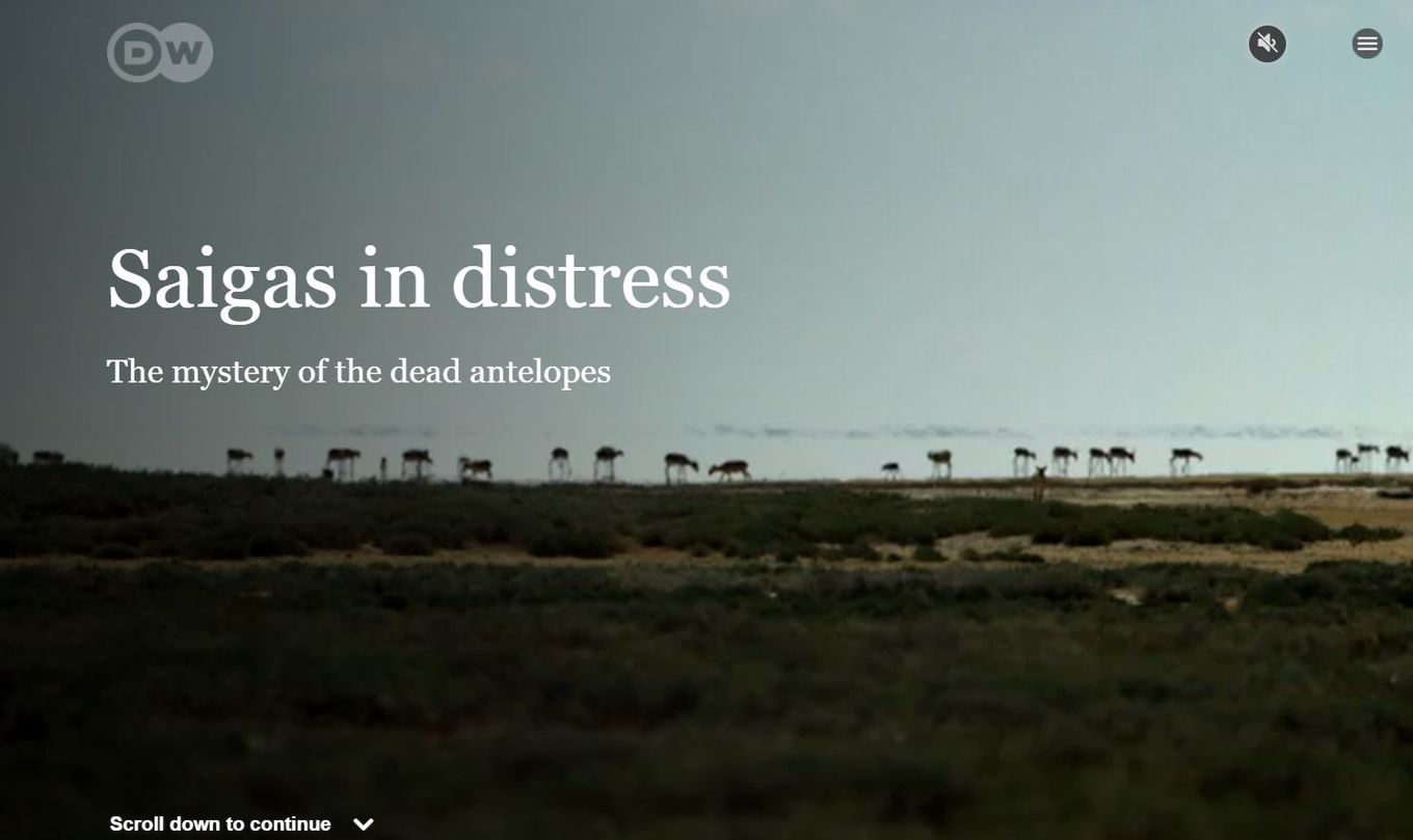 Saiga Antelopes - Example of Digital Storytelling