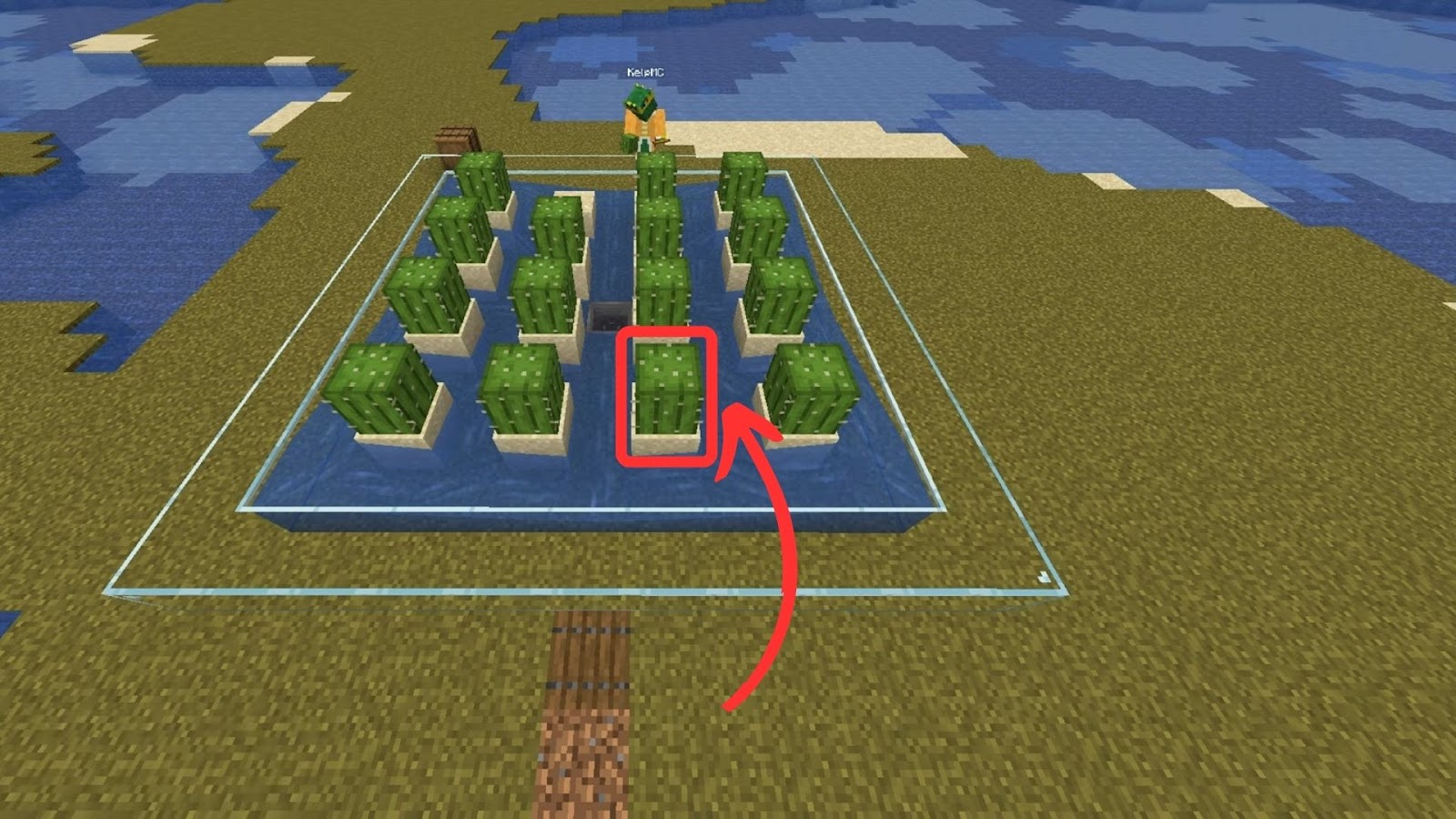 Grow Cactus in Minecraft Plant Cactus on Sand Blocks
